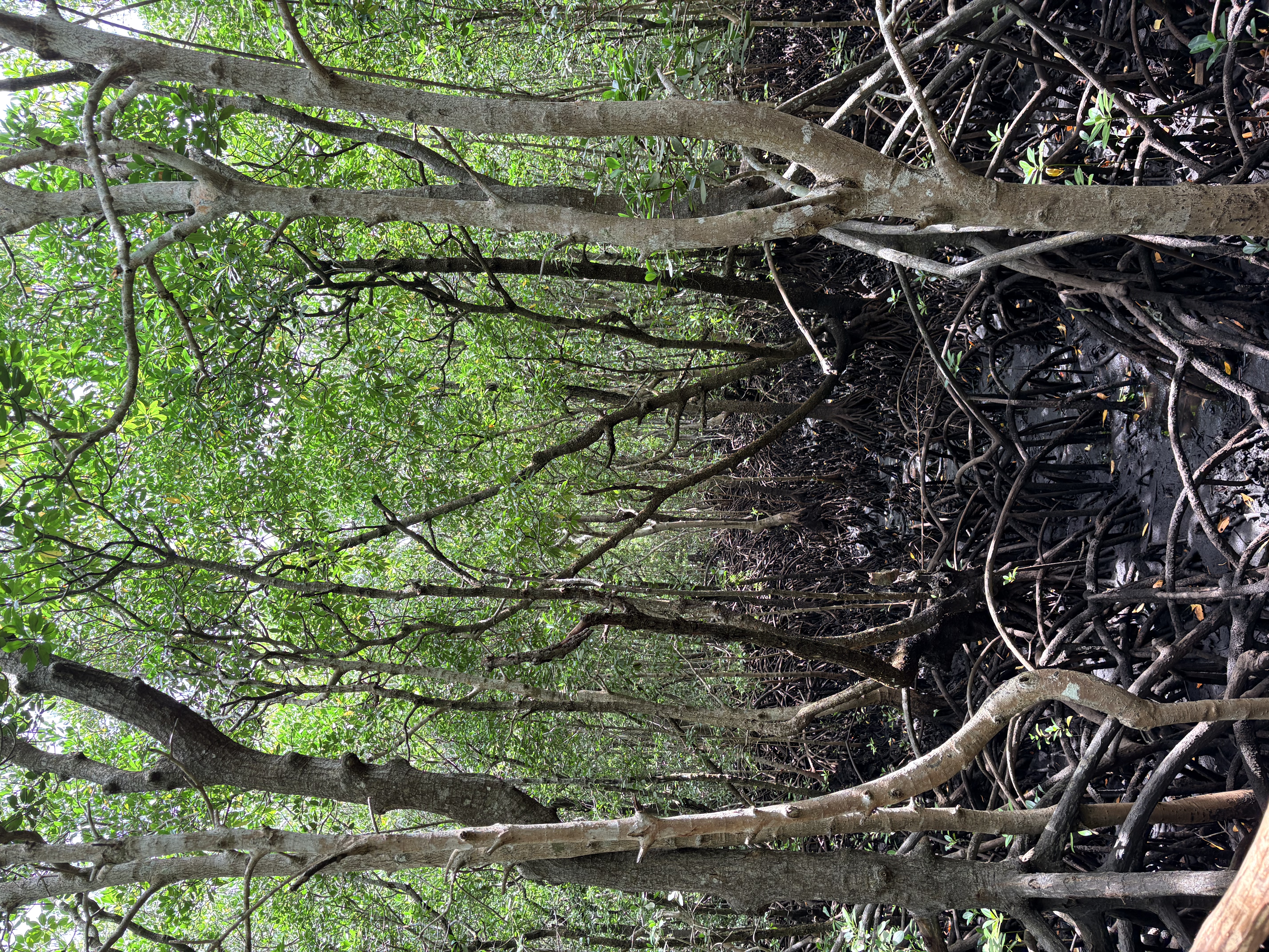 Forêt de Jozani 4