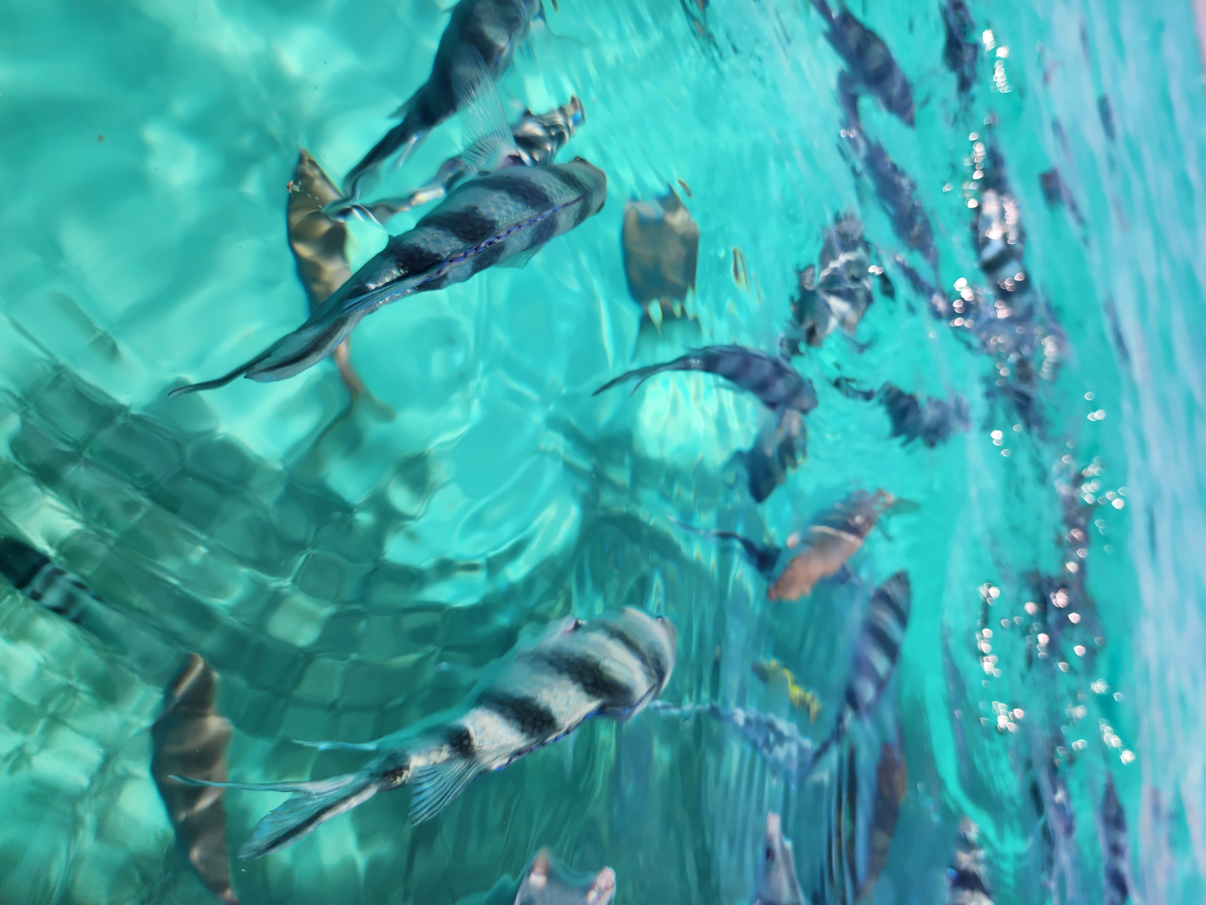 Île Mnemba — Dauphins & Snorkeling 3