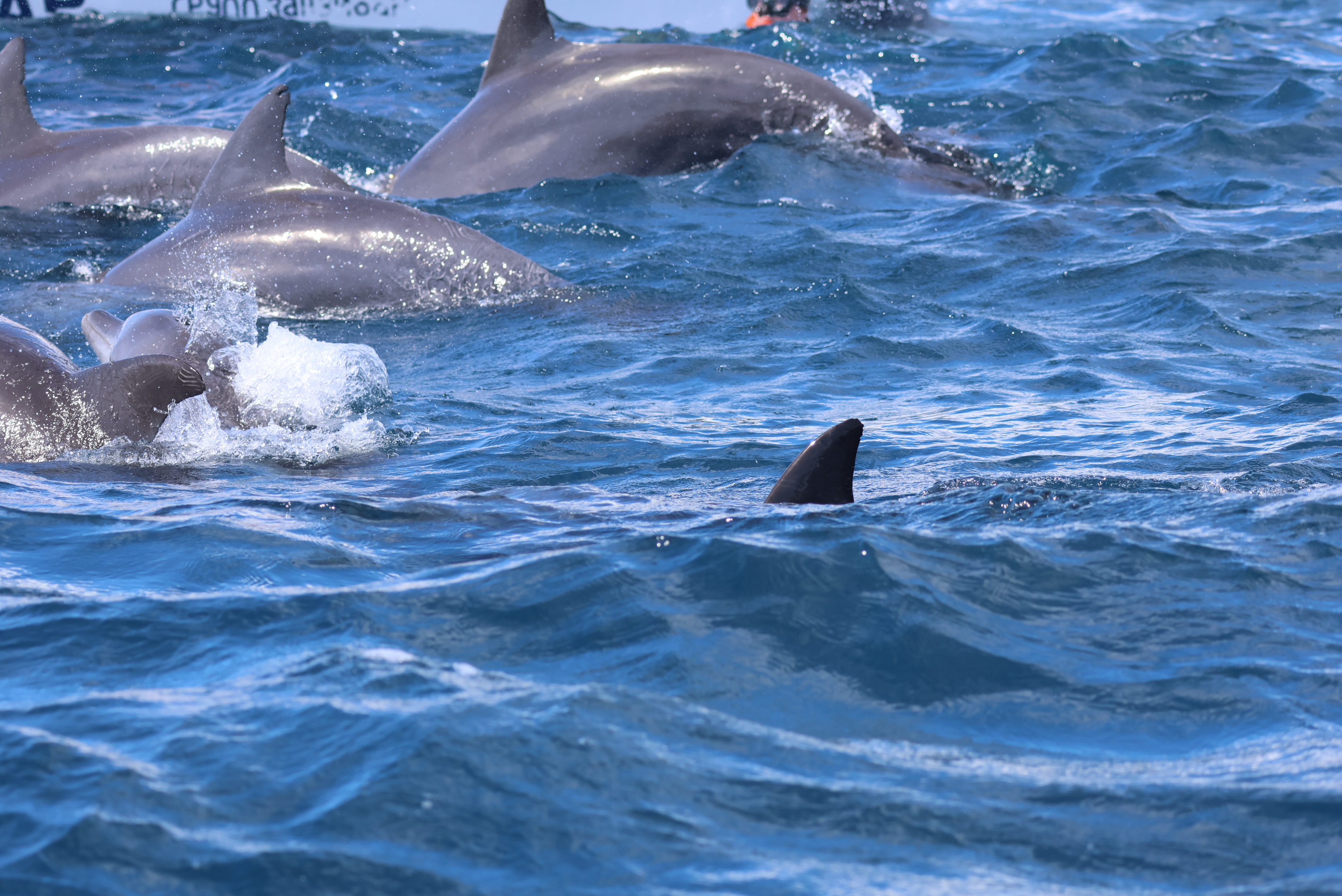 Île Mnemba — Dauphins & Snorkeling 6