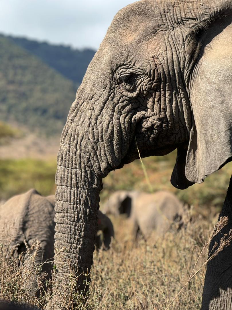 Serengeti + Ngorongoro — 3 Jours / 2 Nuits 3